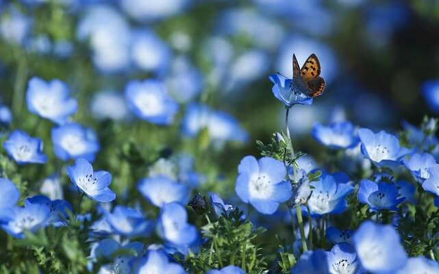 Бабочка на синем цветке