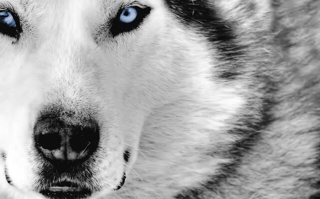 Белый волк морда