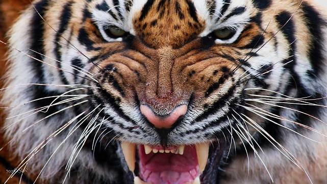 Гневный тигр