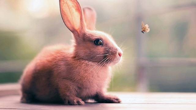 Кролик и бабочка