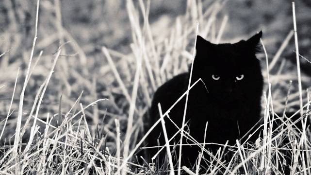 Черный кот в траве