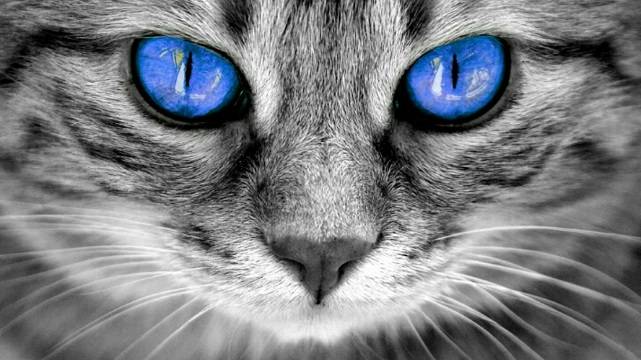 Голубые глаза кошки