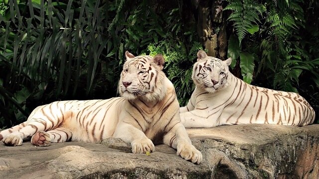 Белые тигры