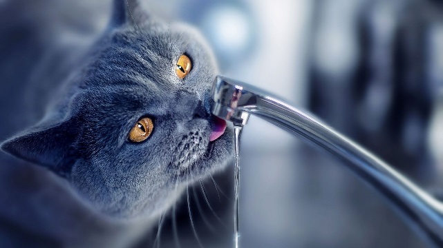 Кот пьёт воду