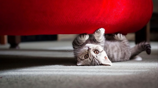 Котенок под кроватью