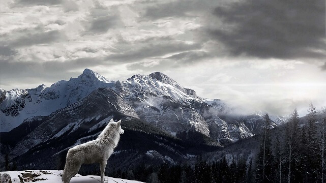 Одинокий волк