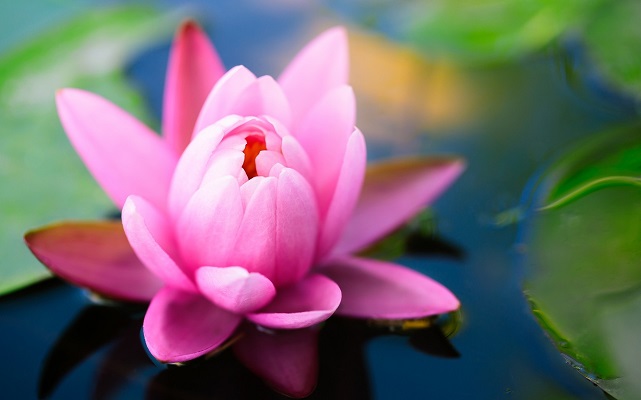 Розовый цветок в воде