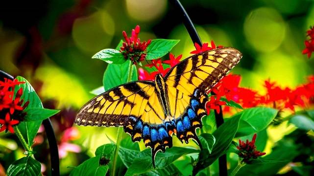Бабочка в саду
