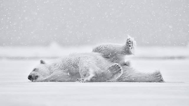 Белый медведь прилёг отдохнуть