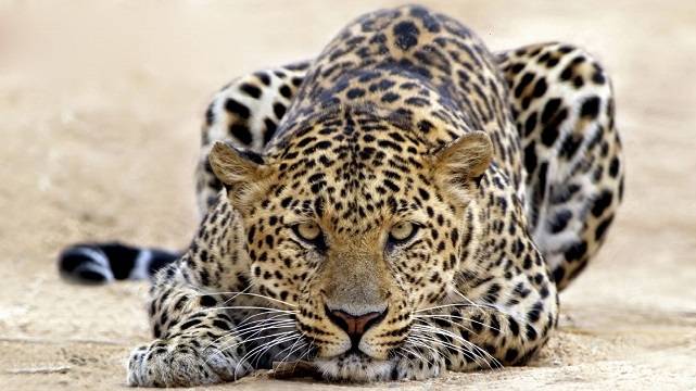 Коварный леопард