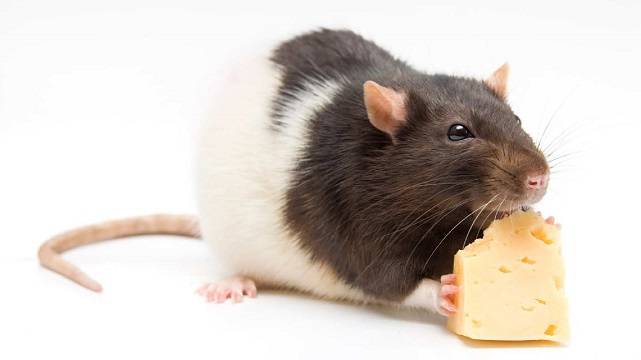 Мышка с сыром