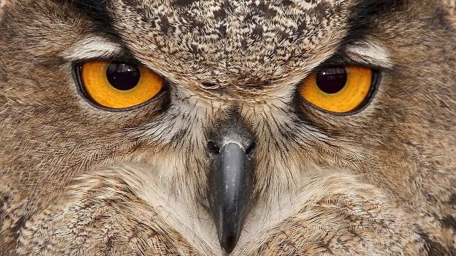 Оранжевые глаза совы