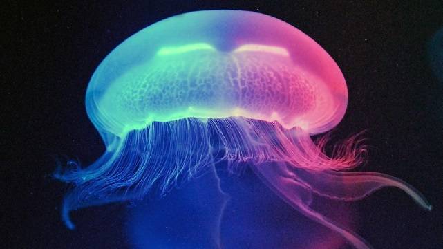 Разноцветная медуза