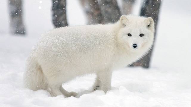 Снежная лисица