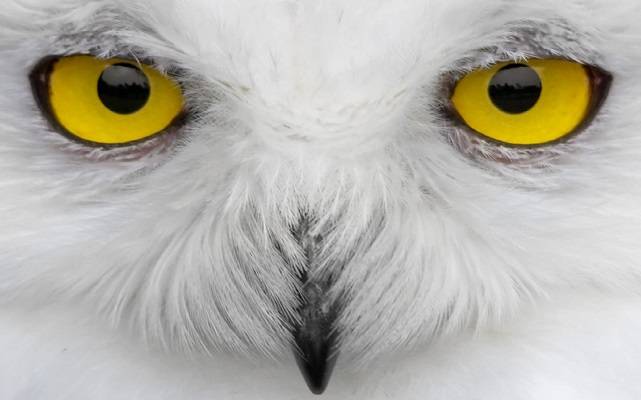 Желтые глаза совы