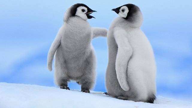 2 пингвиненка