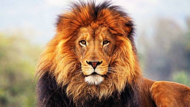 Благородный лев