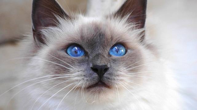 Голубые глаза пушистой кошки