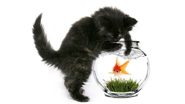 Кот и рыбки