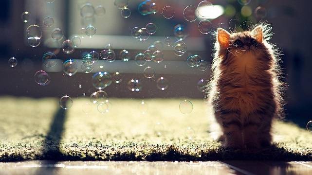 Котенок и пузыри
