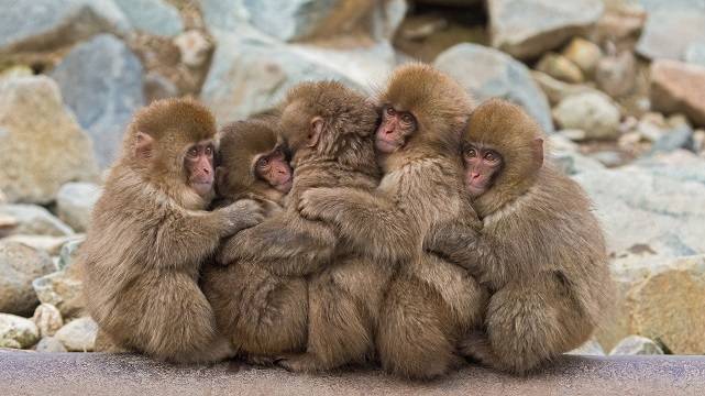 Обнявшиеся обезьянки