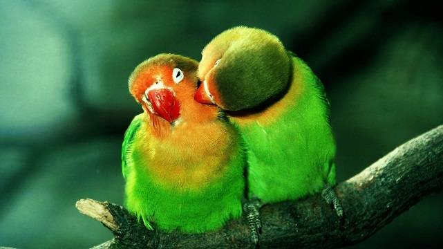Поцелуй птичек