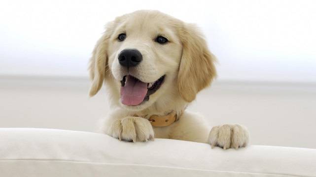 Счастливый щенок