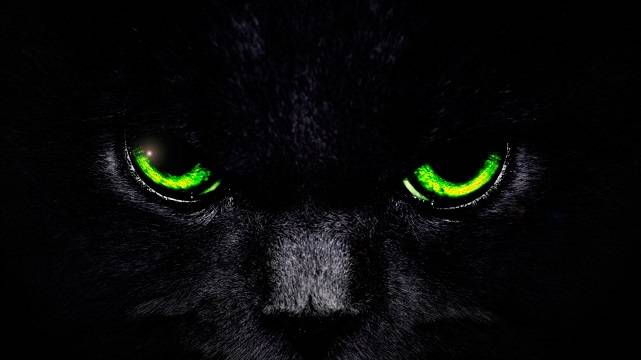 Зеленые глаза кота