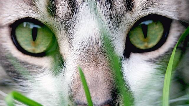 Зеленые глаза котенка