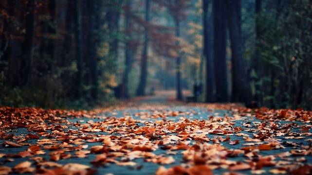 Дорога в листьях