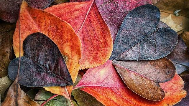 Осенние листья в форме сердец