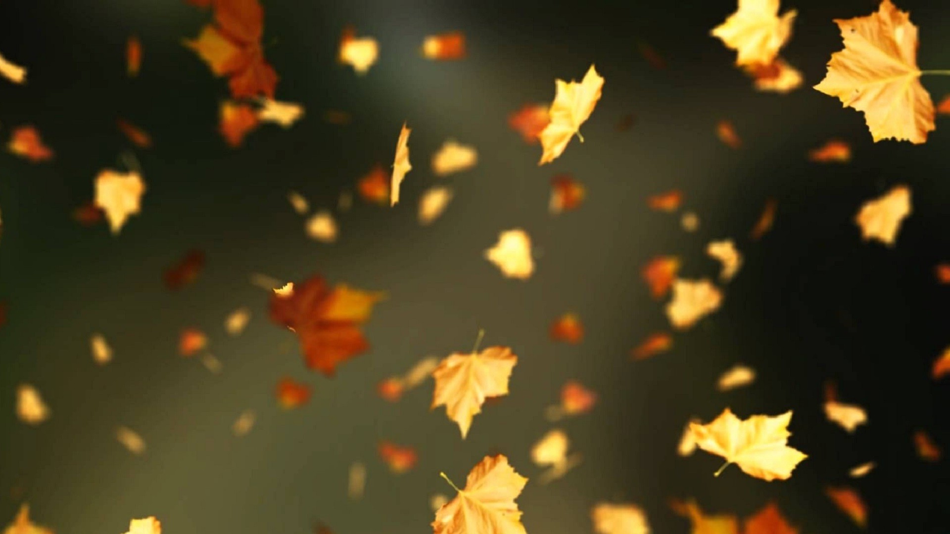 Осенний Листопад Фото Красивые